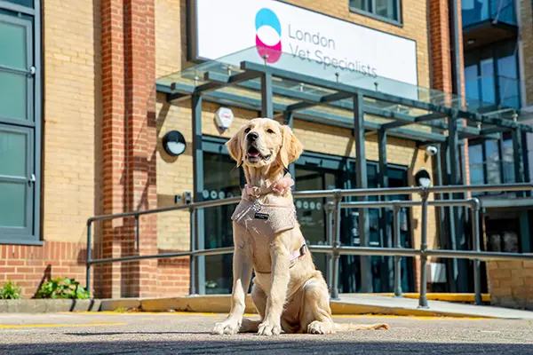epilepsy clinic dog in front of building