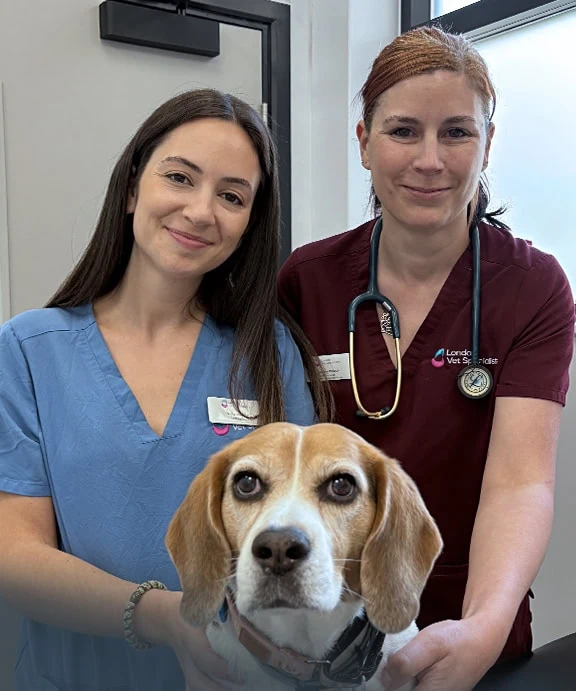 What is a Veterinary Specialist